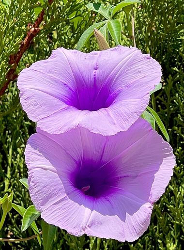 su en Hamelin: Flora  (Mairena del Aljarafe), Ipomoea cairica, #flora #flor 