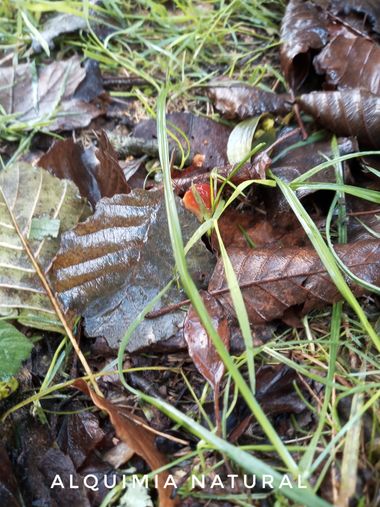 Alquimia Natural en Hamelin: Observación  (Sopuerta), #otoño2022 #noviembre2022 