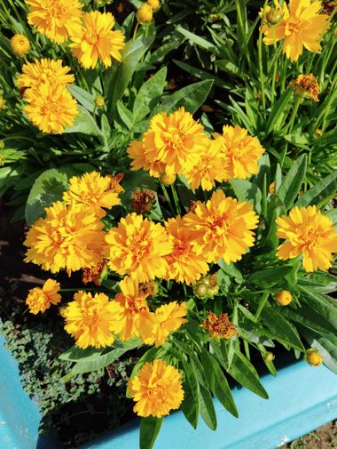 Solerantonio2 en Hamelin: Flora  (Almeria), Coreopsis grandiflora, Planta
