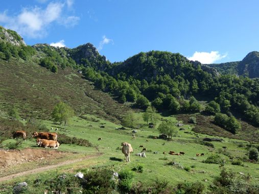 mariale en Hamelin: Paisaje  (Caso), 📸 #marialemdza
💚 🌿🌸🌿💚
#CumpleHamelin
#Naturaleza #BellezaNatural #paisaje 
#Asturias  #Montaña #forest #bosque #...