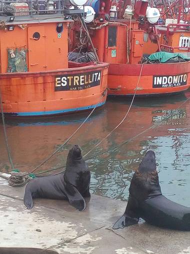 Rociokrivero en Hamelin: Fauna  (Mar del Plata), #lobosmarinos 