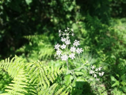 Carmen  en Hamelin: Flora  (O Sar), #plants 