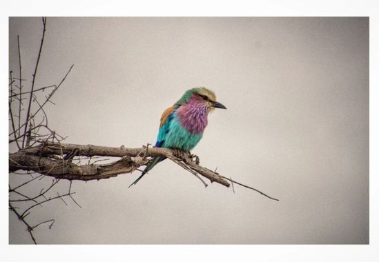 Wildwood en Hamelin: Fauna, Coracias caudatus Linnaeus, 1766, Gaig blau de clatell verd 🐦 #carraca 
Pueden vivir hasta 11 años, crecer hasta 40 cm de lon...