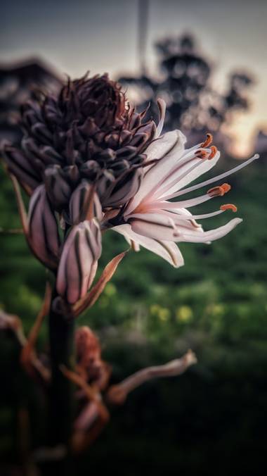 bonet21 en Hamelin: Flora  (San Fernando), #invierno20
