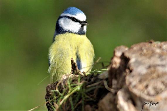 Jesusrodriguezpozo en Hamelin: Fauna  (Collado Villalba), Cyanistes caeruleus (Linnaeus, 1758)