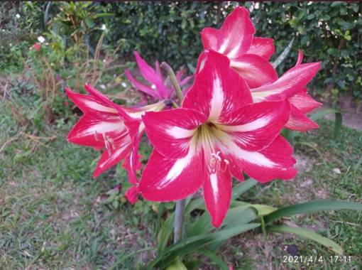 marigoz480 en Hamelin: Flora  (Tame), #hermosa🌷

