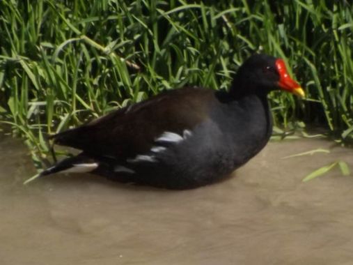urihuetor en Hamelin: Fauna  (Comarca de Loja), #aves #avesdeespaña #gallinetacomun #fauna #naturaleza 