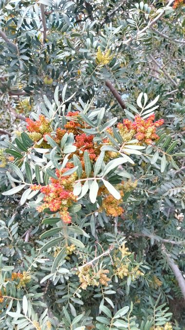 Solerantonio2 en Hamelin: Flora  (Avenida del Mediterráneo), Pistacia lentiscus, Planta