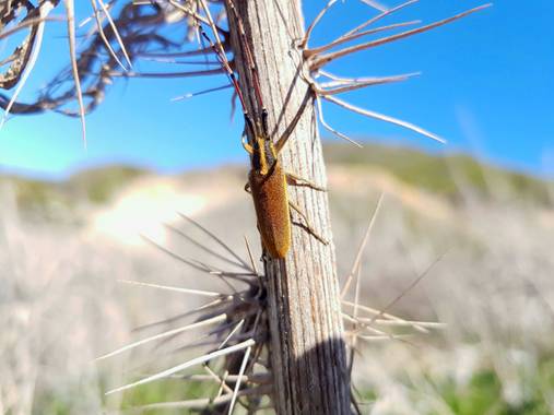 Miguelacuario36 en Hamelin: Fauna  (Roche), Agapanthia asphodeli Tiberghien, 2010, #Otoño20 