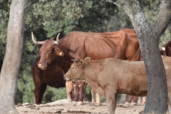 Info en Hamelin: Fauna, Grupo de vacas en Sierra de San Pedro