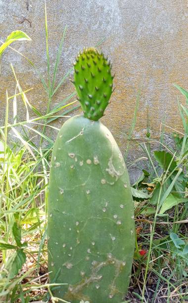 andrea_chivilcoy en Hamelin: Flora, #cactus