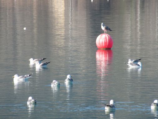 Manelsersol en Hamelin: Fauna  (Banyoles), Larus michahellis J.F.Naumann, 1840, #Aves #Aves2022 #Fauna #Naturaleza2022