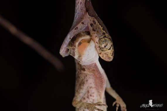 JaredMoreno59 en Hamelin: Fauna, While I was walking through the forest I could see this snake feasting on that little lizard, 💚🐍🦎
