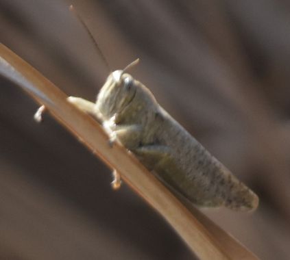 Solerantonio2 en Hamelin: Fauna  (Almería), Insecto