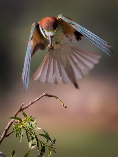 Pablosdoc en Hamelin: Fauna  (Manresa), Merops apiaster Linnaeus, 1758, #hamelin #aves #nature #naturaleza #fauna #birds #wildlife #birds 