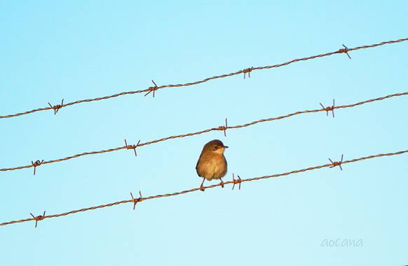 Lightscomeon en Hamelin: Fauna, #pajaro #cielo #animal #azul #dia #naturaleza 