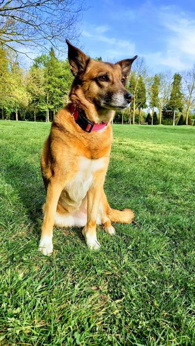 Corina en Hamelin: Fauna  (Vitoria), # tomando el 🌞 🥰🐕