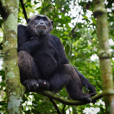 Danivalverd21 en Hamelin: Fauna, Pan troglodytes (Blumenbach, 1775), Chimpancé (Pan troglodytes), fue una magnifica experiencia el poder observar libre en...