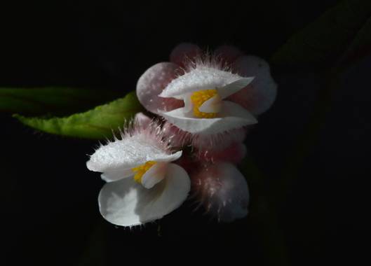 ivanmanuel en Hamelin: Flora  (San Lorenzo), Flores de #begoniarex