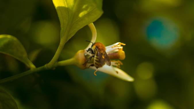 Seimeiraproducions en Hamelin: Fauna  (Porto do Son), Paparota no limoeiro