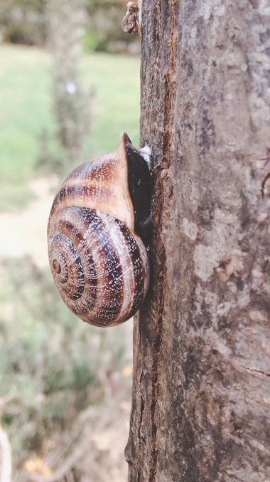 Solerantonio2 en Hamelin: Fauna  (Almería), Caracol
