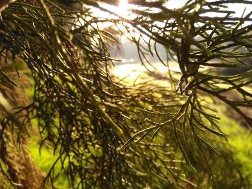 Joaquín Reyes en Hamelin: Flora, #Ilovetakingpicturesofnature #beautifulday #Ilovethesun #nicetrees