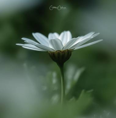 Cristobal.cadenas en Hamelin: Flora  (Alella), Leucanthemum maximum, 
Bellis perennis, comúnmente llamada margarita, es una planta herbácea de la familia d...