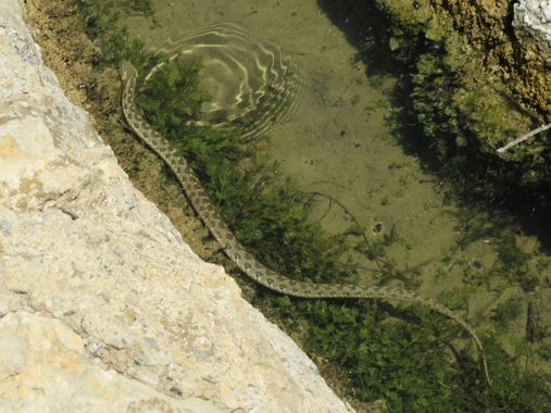 Solerantonio2 en Hamelin: Fauna  (Níjar), Reptil