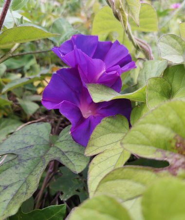 Mpinfante en Hamelin: Flora, Ipomoea indica, #No son las delicadas flores amarillo tostado de las chumberas, ni las hermosas brácteas de la buganvilla, pe...