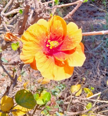 Solerantonio2 en Hamelin: Flora  (Almeria), Planta