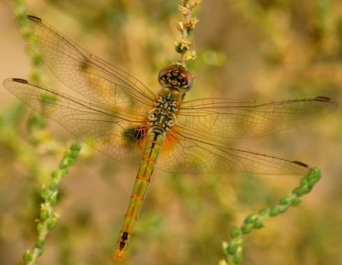 Federicocambra en Hamelin: Fauna  (Zaragoza), #libelula 