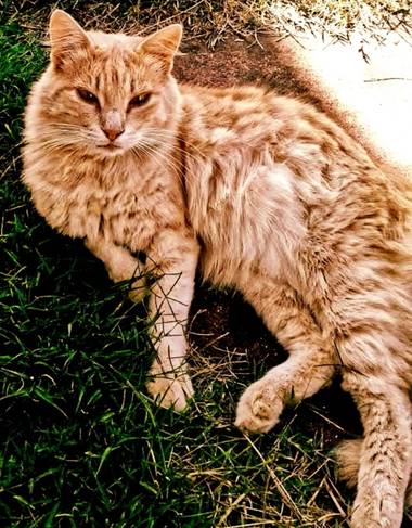Gabriela Analía Russo en Hamelin: Fauna, #gatodomestico Pelusón #parquesyjardines 