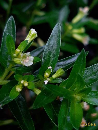 Mpinfante en Hamelin: Flora  (La Coruña), Cuphea hyssopifolia, .