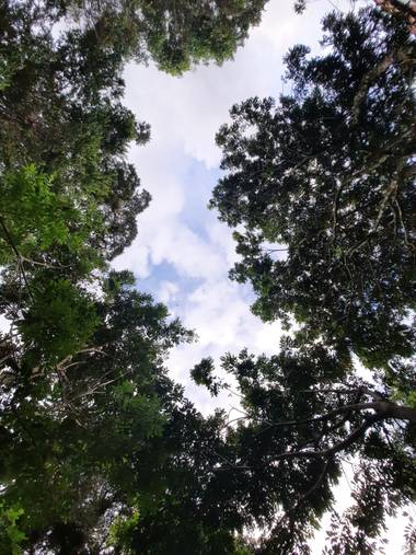 Yanne Ibarra en Hamelin: Paisaje  (San Bernardo), #cieloazul #arboles 