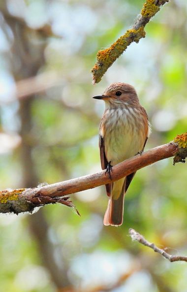 Georginaag en Hamelin: Fauna  (Tauste), Muscicapa striata (Pallas, 1764), #fauna #cumplehamelin #birds 