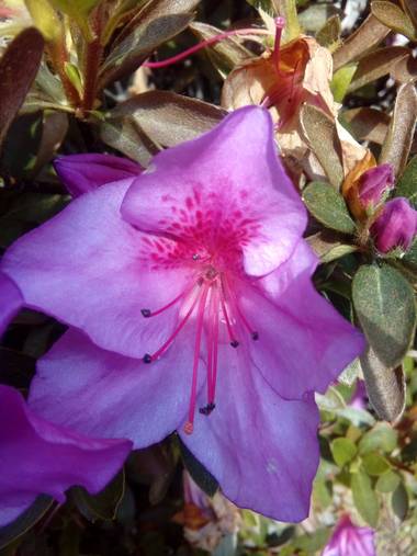 Nanyterreros en Hamelin: Flora  (Cundinamarca), Azalea