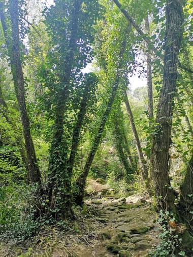 Lunamartin en Hamelin: Paisaje, Hiedra en pinos.