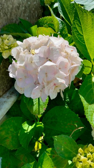 Solerantonio2 en Hamelin: Flora  (Rúa Viña Tinta), Hydrangea spp., Flor hotensia