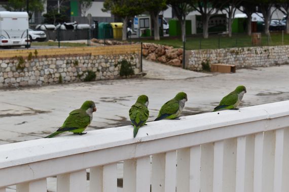 Solerantonio2 en Hamelin: Fauna  (Fuengirola), Myiopsitta monachus cotorra (Vieillot, 1818), Cotorras de argentina