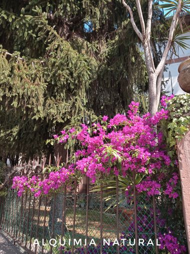 Alquimia Natural en Hamelin: Flora  (Cabezón de la Sal), Bougainvillea glabra, #verano2022 
