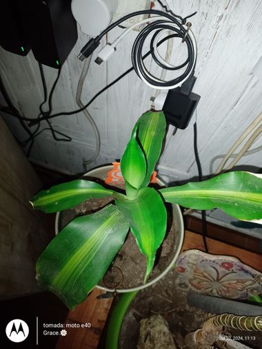 GrachuV. en Hamelin: Flora, Dracaena fragrans, ☘️☘️☘️☘️☘️