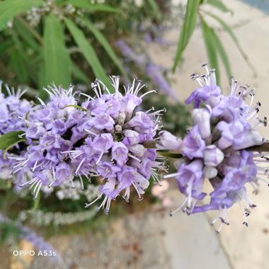 Solerantonio2 en Hamelin: Flora  (Almería), Vitex agnus-castus, Planta