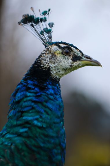 Eritz.cortazar en Hamelin: Fauna  (Lekeitio), juvenil de pavo real