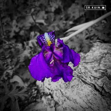 Sr.Kuin en Hamelin: Flora  (San Juan de la Rambla), #flor #flower 