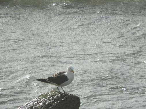 Rodrigo Tejeiro en Hamelin: Fauna  (Balneario Las Grutas), Larus dominicanus Lichtenstein, 1823, #aves21 