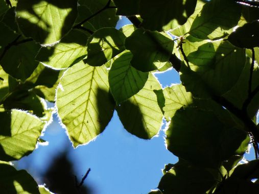 mariale en Hamelin: Flora, Fagus sylvatica, 📸 #marialemdza
Hojas de haya 
#Naturaleza #BellezaNatural #Felicidad #Montaña #mountains #hayedo #hojas #leav...