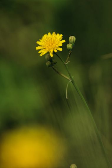 Robert.J en Hamelin: Flora  (Jalón), #flores #plantas 
