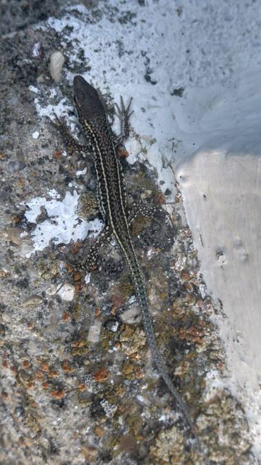 msegram en Hamelin: Fauna  (Carbellino), Podarcis Hispanicus o
Lagartija Ibérica
