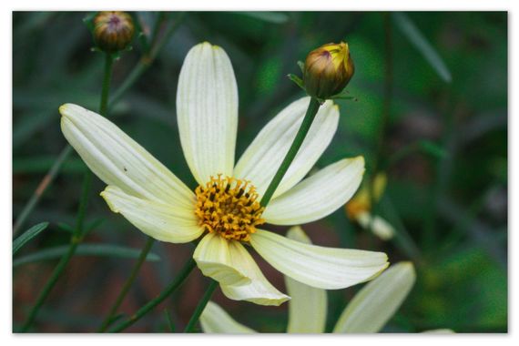 barbanegra707 en Hamelin: Flora  (l'Hospitalet de Llobregat), Bidens aurea, #Cereopsis