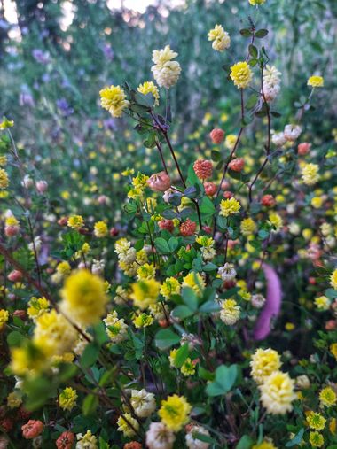 Mpinfante en Hamelin: Flora, #Trébol amarillo